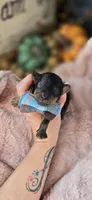 Shotty, a male Pomapoo for sale in Donnelly, MN – 3 of 5