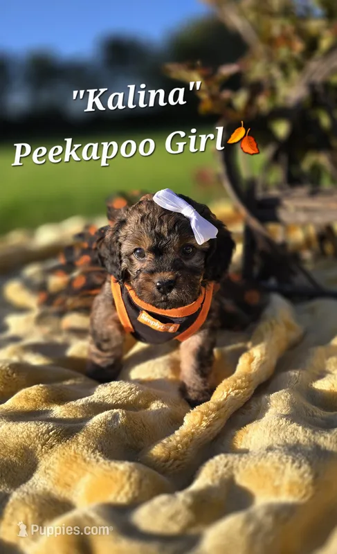 Kalina – Peekapoo puppy for sale in Donnelly, MN