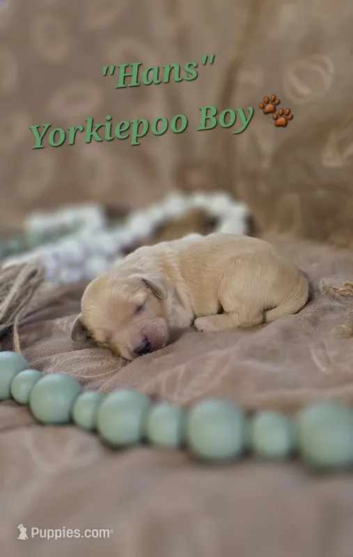Hans – Yorkipoo puppy for sale in Donnelly, MN