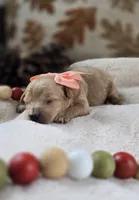 Lenny, a female Yorkipoo for sale in Donnelly, MN – 3 of 3