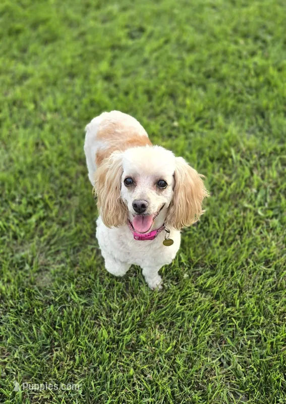 Harper – Yorkipoo puppy for sale in Donnelly, MN