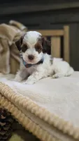 Shanty, a male Pomapoo for sale in Donnelly, MN – 4 of 8