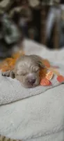 Macchiato , a male Cockapoo for sale in Donnelly, MN – 5 of 7