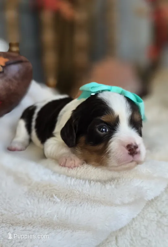 Bessie, a female Cavapoo for sale in Donnelly, MN – 1 of 9