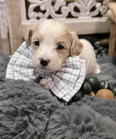 Bentley, a male Maltipoo for sale in Donnelly, MN – 5 of 10