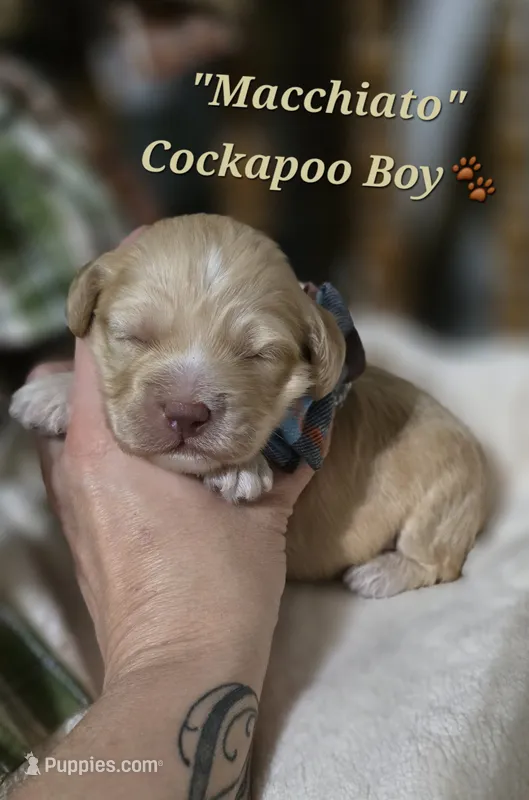 Macchiato  – Cockapoo puppy for sale in Donnelly, MN