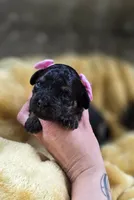 Kehlani , a female Peekapoo for sale in Donnelly, MN – 2 of 4