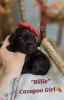 Billie, a female Cavapoo for sale in Donnelly, MN – 3 of 9