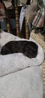 Espresso , a male Cockapoo for sale in Donnelly, MN – 2 of 7