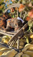Kalina, a female Peekapoo for sale in Donnelly, MN – 2 of 10