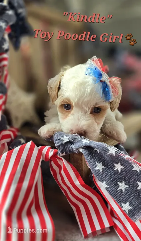 Kindle – Poodle - Toy  puppy for sale in Donnelly, MN