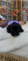 Lizzie, a female Cavapoo for sale in Donnelly, MN – 1 of 8