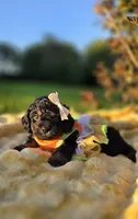 Kehlani , a female Peekapoo for sale in Donnelly, MN – 2 of 10