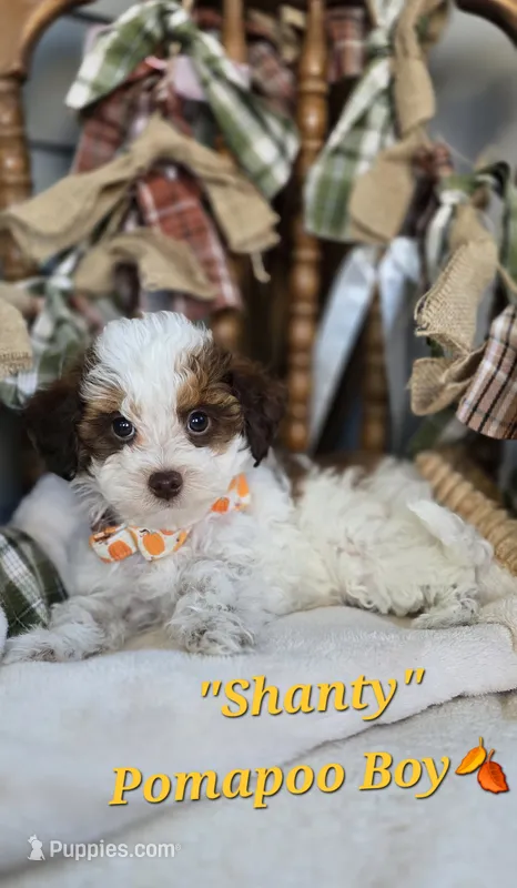 Shanty – Pomapoo puppy for sale in Donnelly, MN