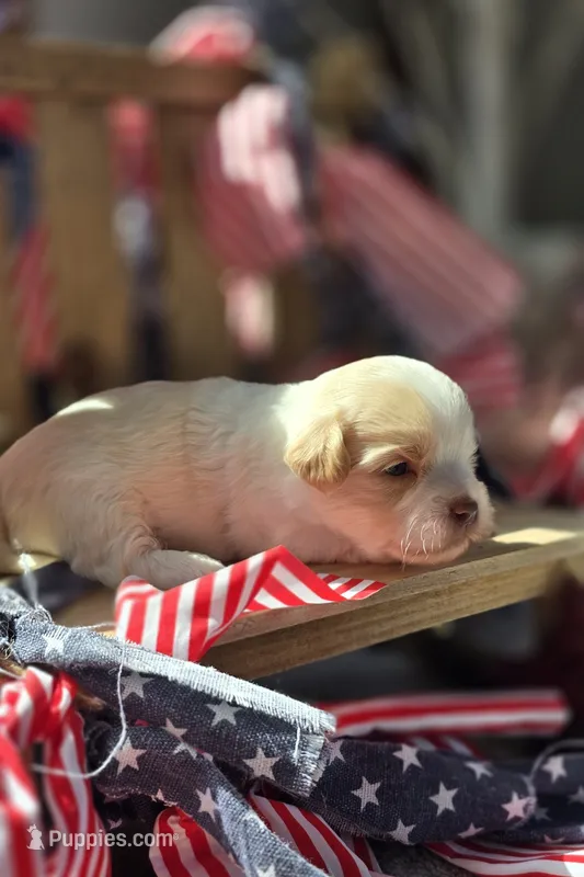 Kristoff – Shihpoo puppy for sale in Donnelly, MN