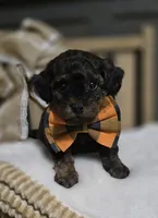 Shotty, a male Pomapoo for sale in Donnelly, MN – 2 of 8