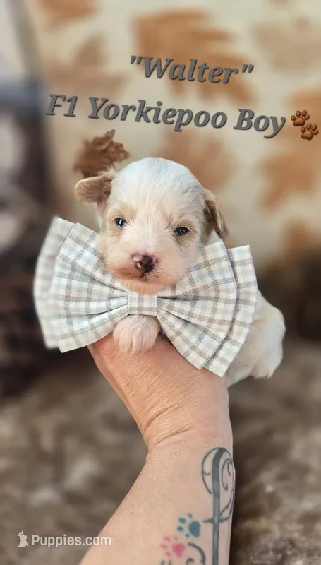 Walter – Yorkipoo puppy for sale in Donnelly, MN
