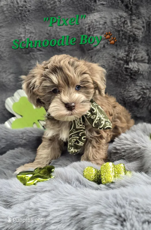 Pixel – Schnoodle puppy for sale in Donnelly, MN