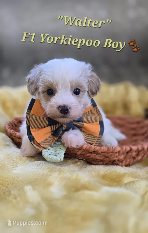 Walter – Yorkipoo puppy for sale in Donnelly, MN