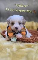Walter, a male Yorkipoo for sale in Donnelly, MN – 1 of 10
