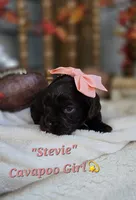 Stevie, a female Cavapoo for sale in Donnelly, MN – 2 of 8