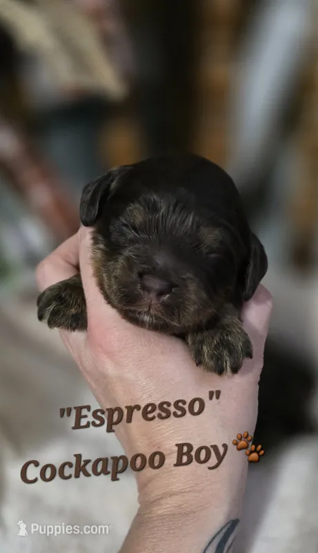 Espresso  – Cockapoo puppy for sale in Donnelly, MN