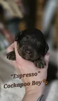 Espresso , a male Cockapoo for sale in Donnelly, MN – 3 of 7