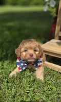 Flynn Rider, a male Shihpoo for sale in Donnelly, MN – 2 of 3