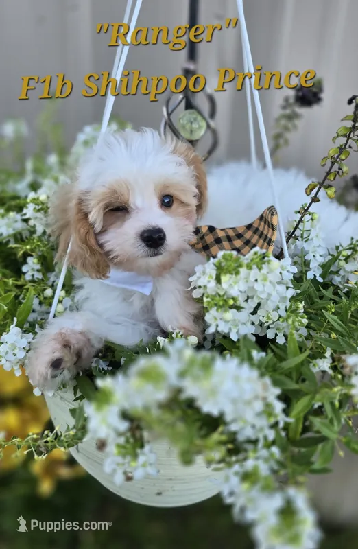 Ranger – Shihpoo puppy for sale in Donnelly, MN