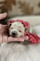 Alfie, a male Yorkipoo for sale in Donnelly, MN – 2 of 3