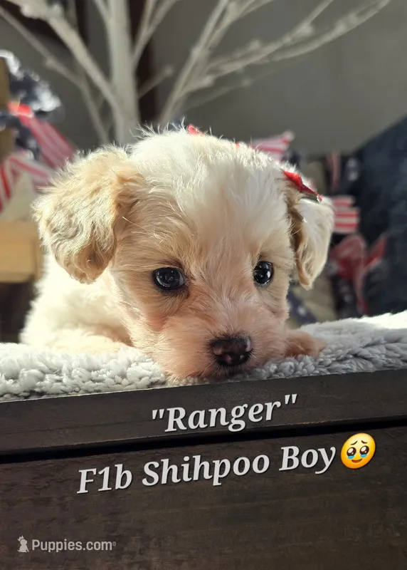 Ranger – Shihpoo puppy for sale in Donnelly, MN
