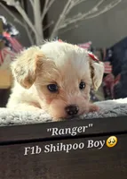 Ranger, a male Shihpoo for sale in Donnelly, MN – 1 of 1