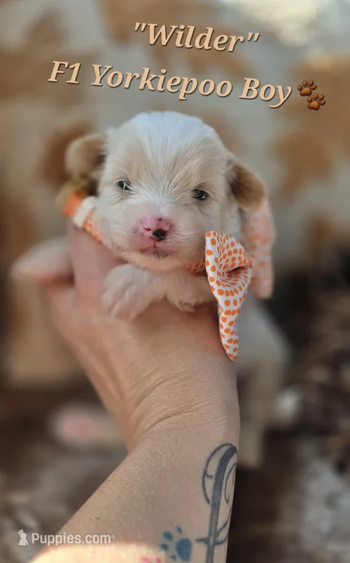 Wilder – Yorkipoo puppy for sale in Donnelly, MN