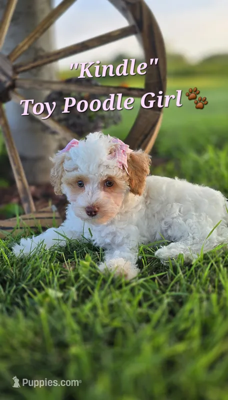 Kindle – Poodle - Toy  puppy for sale in Donnelly, MN