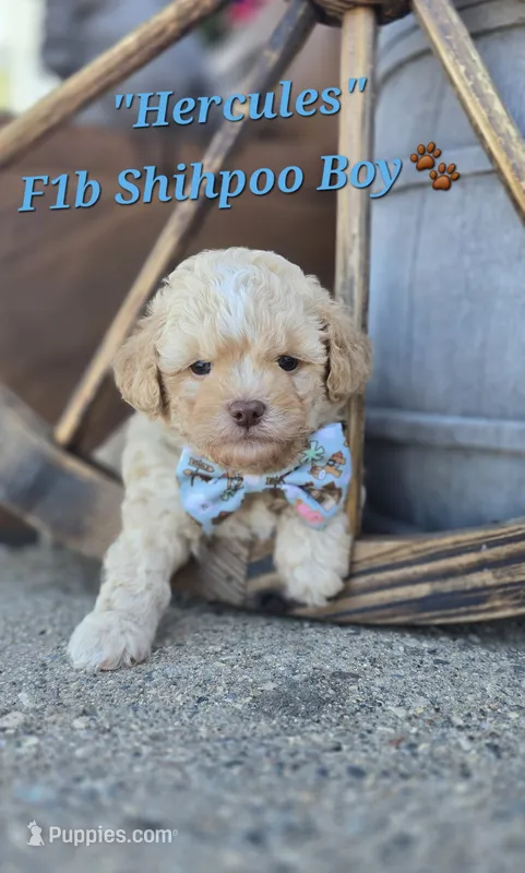 Hercules  – Shihpoo puppy for sale in Donnelly, MN