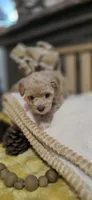 Shyla, a female Pomapoo for sale in Donnelly, MN – 5 of 7