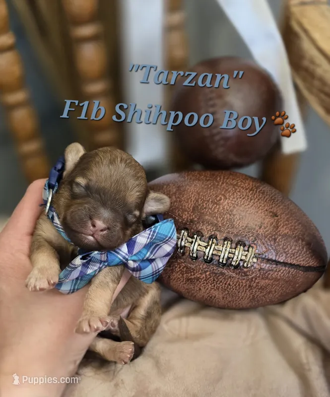 Tarzan – Shihpoo puppy for sale in Donnelly, MN
