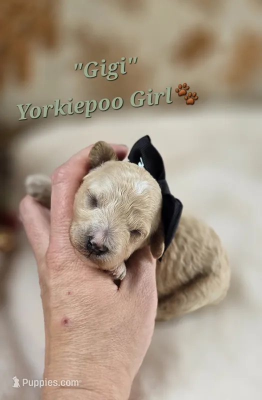 Gigi – Yorkipoo puppy for sale in Donnelly, MN