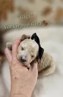 Gigi, a female Yorkipoo for sale in Donnelly, MN – 1 of 3