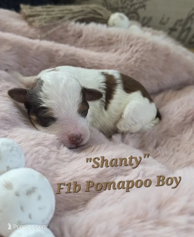 Shanty – Pomapoo puppy for sale in Donnelly, MN