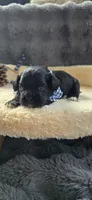 Dock, a male Peekapoo for sale in Donnelly, MN – 2 of 5