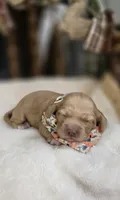 Latte, a female Cockapoo for sale in Donnelly, MN – 8 of 8