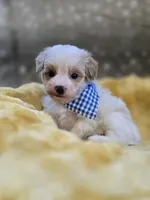 Walter, a male Yorkipoo for sale in Donnelly, MN – 2 of 10