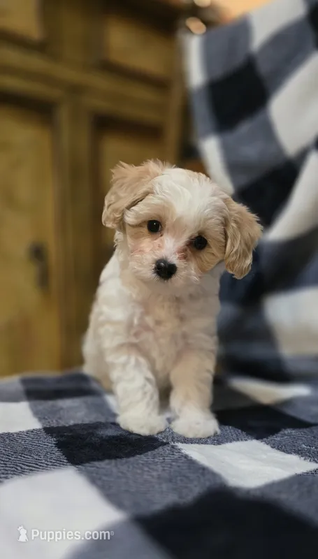 Bentley – Maltipoo puppy for sale in Donnelly, MN