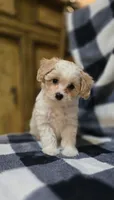Bentley, a male Maltipoo for sale in Donnelly, MN – 1 of 10