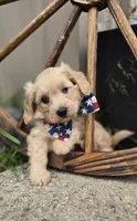 Hans, a male Yorkipoo for sale in Donnelly, MN – 3 of 4