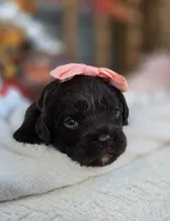 Stevie, a female Cavapoo for sale in Donnelly, MN – 4 of 8