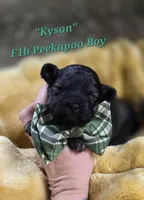 Kyson , a male Peekapoo for sale in Donnelly, MN – 1 of 5
