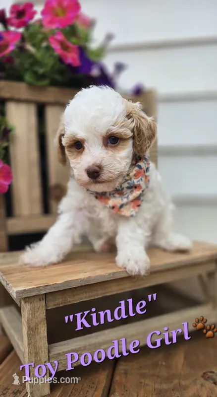 Kindle – Poodle - Toy  puppy for sale in Donnelly, MN