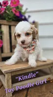 Kindle, a female Poodle - Toy  for sale in Donnelly, MN – 1 of 1